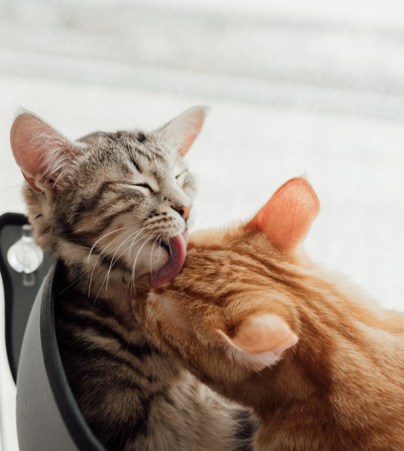 Brochure Lexique homéopathie animaux